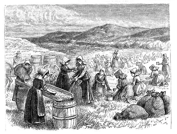 Cape Cod women picking and sorting Cranberries, 1875