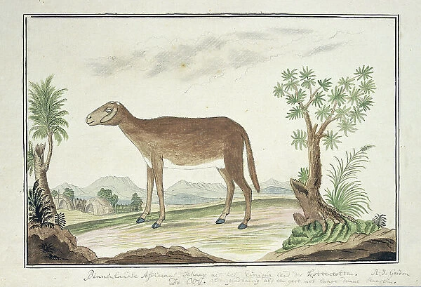 Cape ewe, 1777-1786. Creator: Robert Jacob Gordon