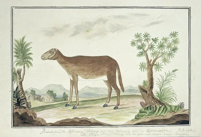 Framed Print : Cape ewe, 1777-1786. Creator: Robert Jacob Gordon Framed Print : Cape ewe, 1777-1786. Creator: Robert Jacob Gordon