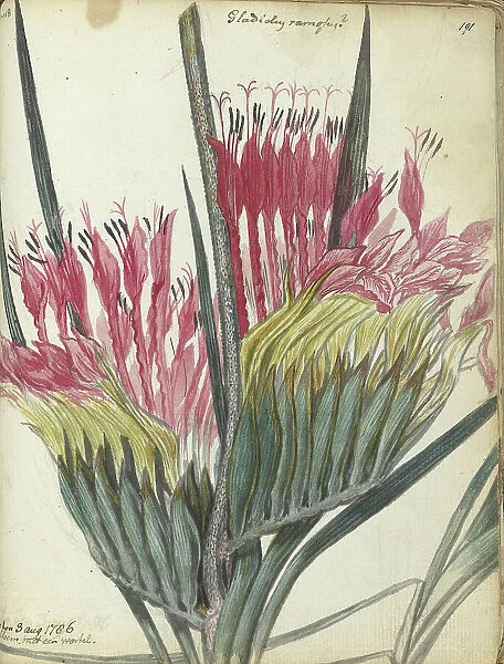 Cape flower, 1786. Creator: Jan Brandes