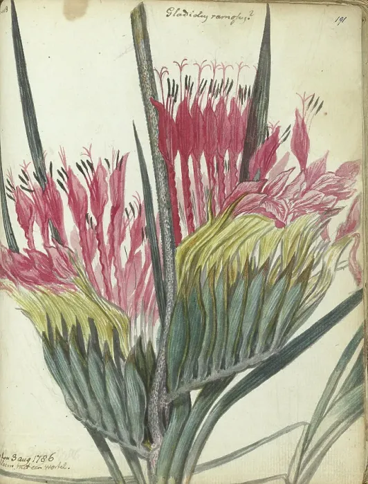 Framed Print : Cape flower, 1786. Creator: Jan Brandes Framed Print : Cape flower, 1786. Creator: Jan Brandes