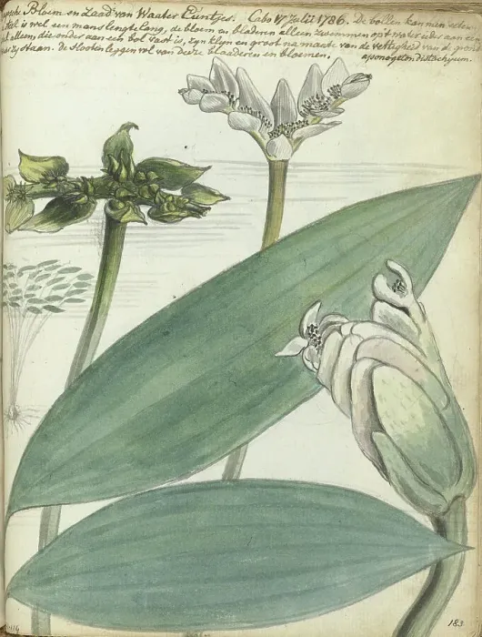 Framed Print : Cape flower, (Aponogeton distachium), 1786. Creator: Jan Brandes Framed Print : Cape flower, (Aponogeton distachium), 1786. Creator: Jan Brandes