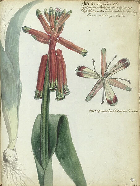 Cape flower, (Lachenalia pendula), 1786. Creator: Jan Brandes