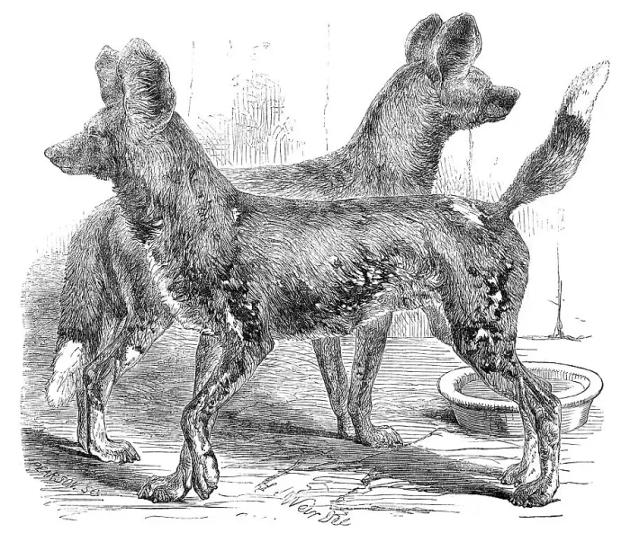 Framed Print : Cape Hunting Dogs, in the Gardens of the Zoological Society, Regent's-Park, 1854. Creator: Unknown Framed Print : Cape Hunting Dogs, in the Gardens of the Zoological Society, Regent's-Park, 1854. Creator: Unknown