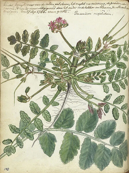 Cape meadow herb, 1786. Creator: Jan Brandes