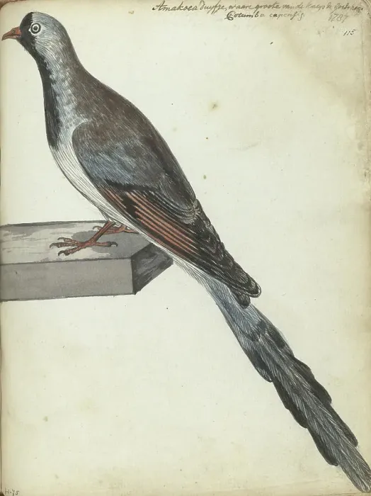 Framed Print : Cape pigeon, 1787. Creator: Jan Brandes Framed Print : Cape pigeon, 1787. Creator: Jan Brandes
