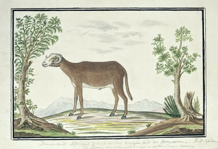 Framed Print : Cape ram, 1777-1786. Creator: Robert Jacob Gordon Framed Print : Cape ram, 1777-1786. Creator: Robert Jacob Gordon