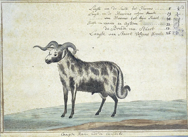 Cape ram, 1778. Creator: Robert Jacob Gordon