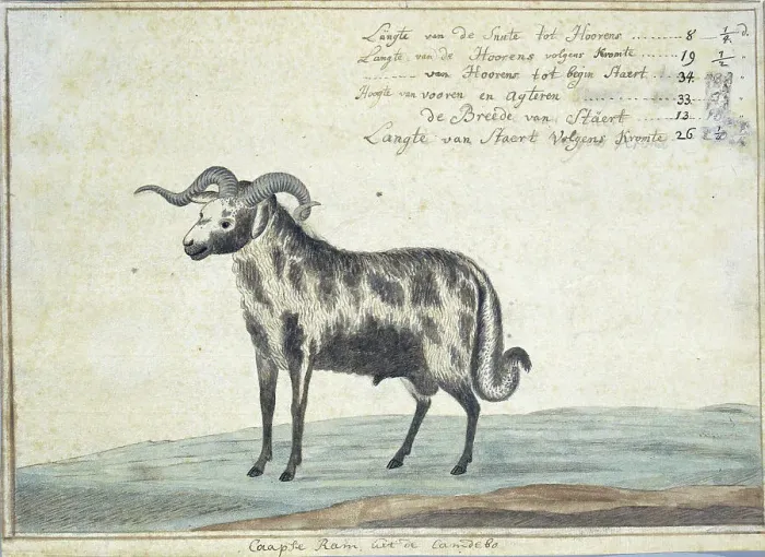 Framed Print : Cape ram, 1778. Creator: Robert Jacob Gordon Framed Print : Cape ram, 1778. Creator: Robert Jacob Gordon