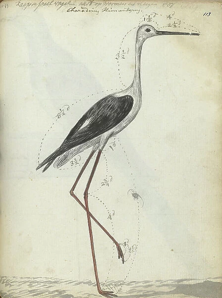 Cape wading bird, 1786-1787. Creator: Jan Brandes