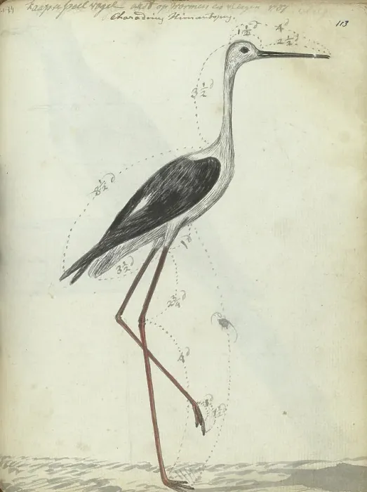 Framed Print : Cape wading bird, 1786-1787. Creator: Jan Brandes Framed Print : Cape wading bird, 1786-1787. Creator: Jan Brandes