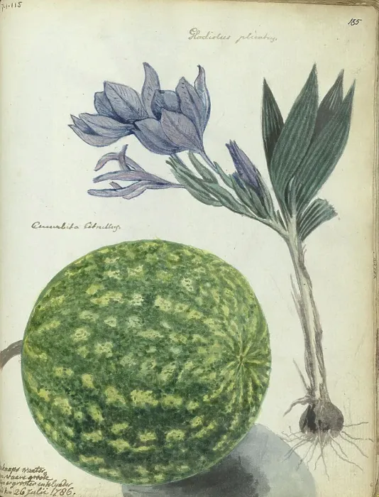 Framed Print : Cape watermelon and gladiolus, 1786. Creator: Jan Brandes Framed Print : Cape watermelon and gladiolus, 1786. Creator: Jan Brandes
