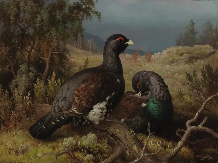 Framed Print : Capercaillie Cocks, 1876. Creator: Ferdinand von Wright Framed Print : Capercaillie Cocks, 1876. Creator: Ferdinand von Wright