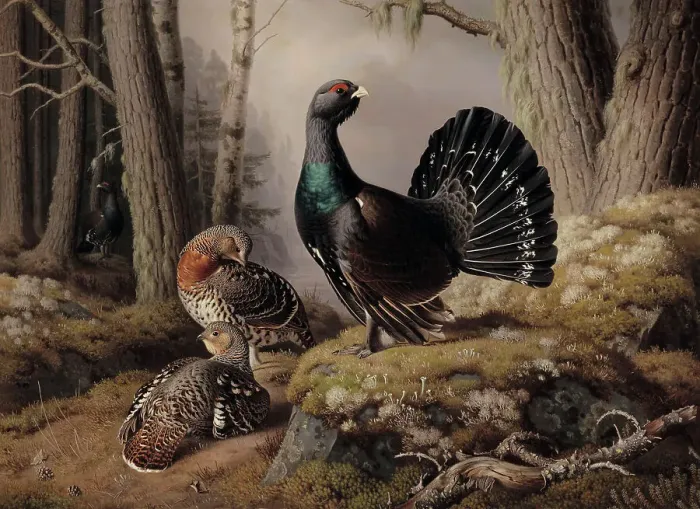 Framed Print : Capercaillies Courting, 1862. Creator: Ferdinand von Wright Framed Print : Capercaillies Courting, 1862. Creator: Ferdinand von Wright