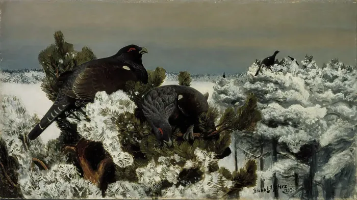 Framed Print : Capercaillies in a Winter Landscape, 1899. Creator: Bruno Liljefors Framed Print : Capercaillies in a Winter Landscape, 1899. Creator: Bruno Liljefors