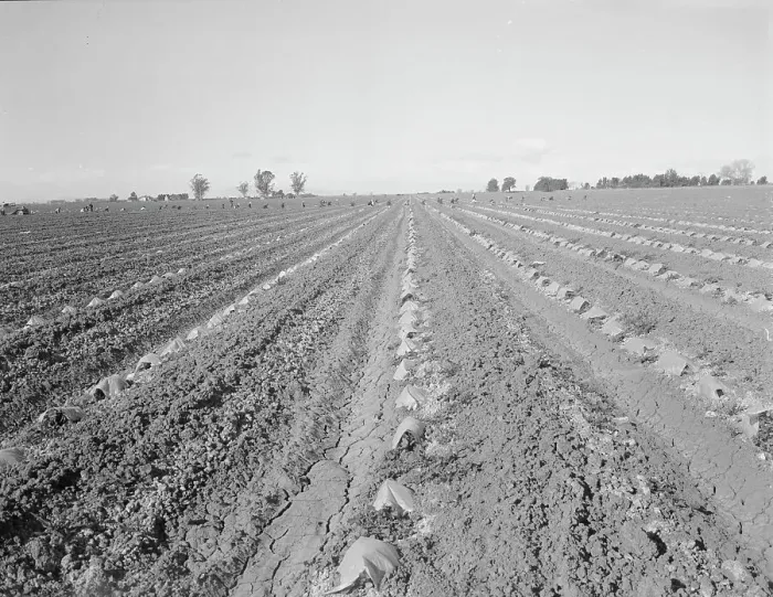 Framed Print : Capped cantaloupe, Imperial Valley, California, 1937. Creator: Dorothea Lange Framed Print : Capped cantaloupe, Imperial Valley, California, 1937. Creator: Dorothea Lange