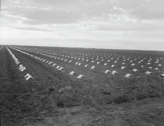 Framed Print : Capped cantaloupe, Imperial Valley, California, 1937. Creator: Dorothea Lange Framed Print : Capped cantaloupe, Imperial Valley, California, 1937. Creator: Dorothea Lange