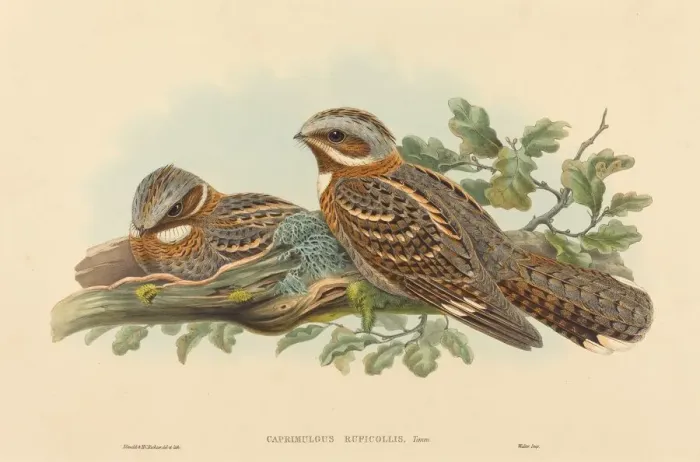 Framed Print : Caprimulgus Ruficollis. Creators: John Gould, Henry Constantine Richter Framed Print : Caprimulgus Ruficollis. Creators: John Gould, Henry Constantine Richter