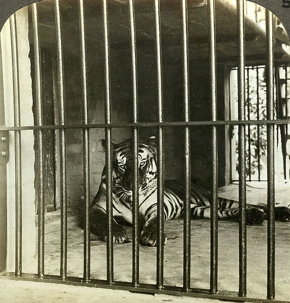 Captured man-eating tiger blamed for 200 deaths, Calcutta, India, c1903. Artist: Underwood & Underwood