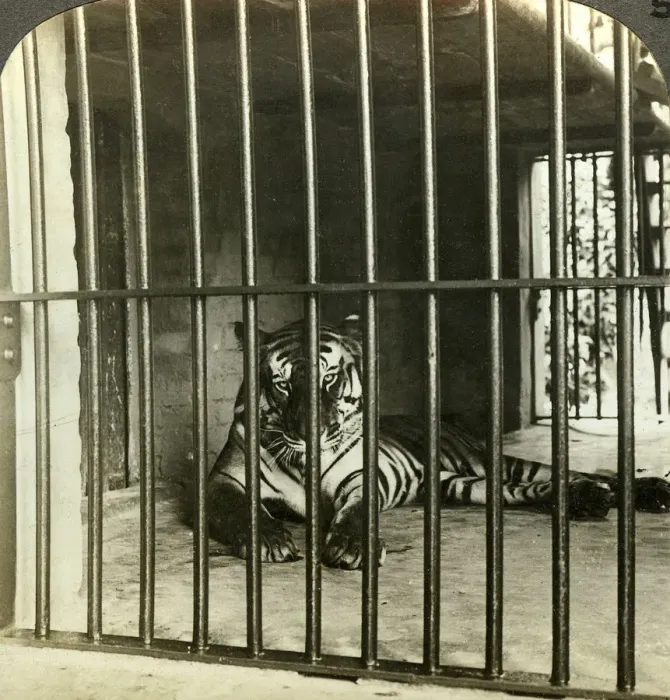 Framed Print : Captured man-eating tiger blamed for 200 deaths, Calcutta, India, c1903. Artist: Underwood & Underwood Framed Print : Captured man-eating tiger blamed for 200 deaths, Calcutta, India, c1903. Artist: Underwood & Underwood