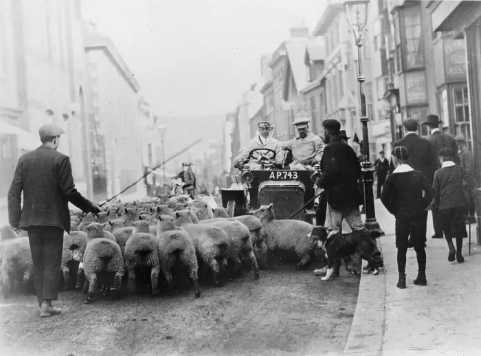 Framed Print : A car surrounded by sheep, Lewes High Street, East Sussex Framed Print : A car surrounded by sheep, Lewes High Street, East Sussex