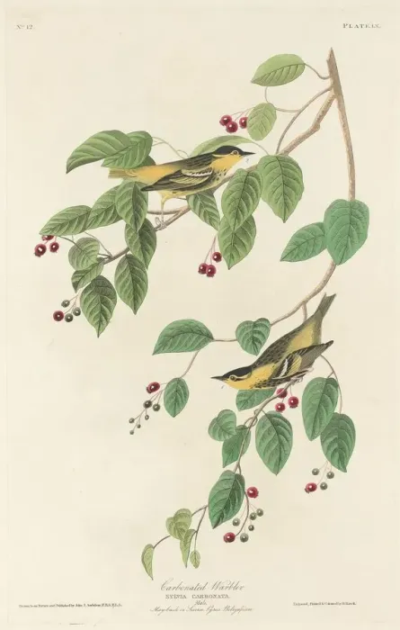 Framed Print : Carbonated Warbler, 1829. Creator: Robert Havell Framed Print : Carbonated Warbler, 1829. Creator: Robert Havell