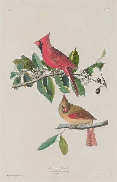 Cardinal Grosbeak, 1833. Creator: Robert Havell