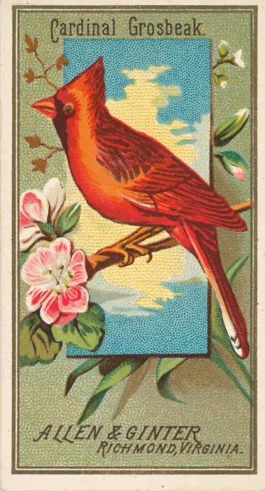 Framed Print : Cardinal Grosbeak, from the Birds of America series (N4) for Allen & Framed Print : Cardinal Grosbeak, from the Birds of America series (N4) for Allen &