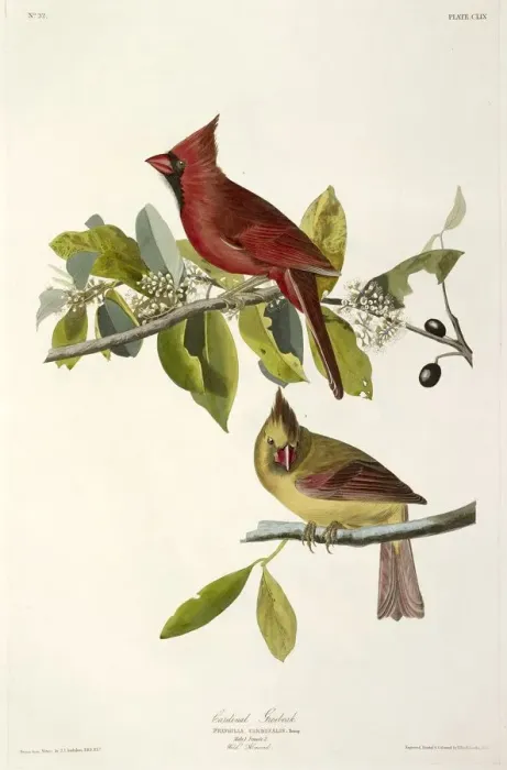 Framed Print : Cardinal Grosbeak, Fringilla Cardinalis, 1845 Framed Print : Cardinal Grosbeak, Fringilla Cardinalis, 1845