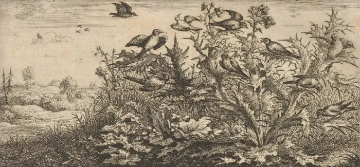 Framed Print : Carduelis, Chardonnet (The Goldfinch): Livre d Oyseaux (Book of Birds), 1655-1660 Framed Print : Carduelis, Chardonnet (The Goldfinch): Livre d Oyseaux (Book of Birds), 1655-1660