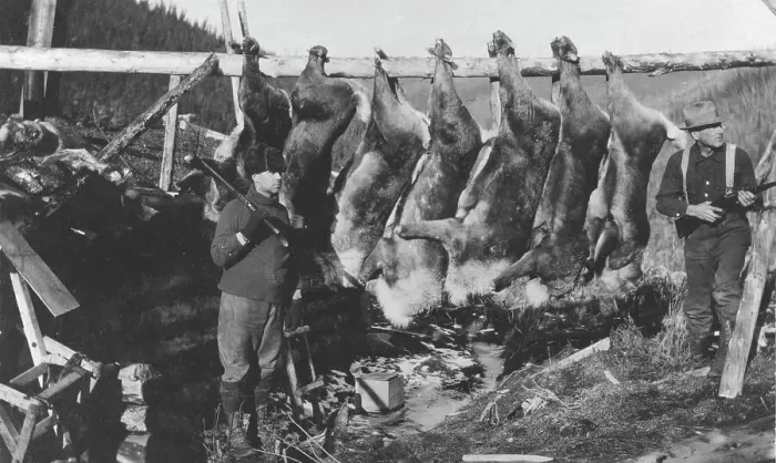 Framed Print : Caribou carcasses, between c1900 and c1930. Creator: Unknown Framed Print : Caribou carcasses, between c1900 and c1930. Creator: Unknown