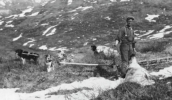 Caribou shot on the north side of Mt. McKinley and dog team ready to haul the meat to camp, 1912. Creator: Browne, Belmore