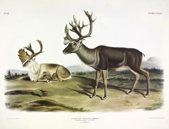 Framed Print : Caribou, Tarandus Furcifer, 1845 Framed Print : Caribou, Tarandus Furcifer, 1845