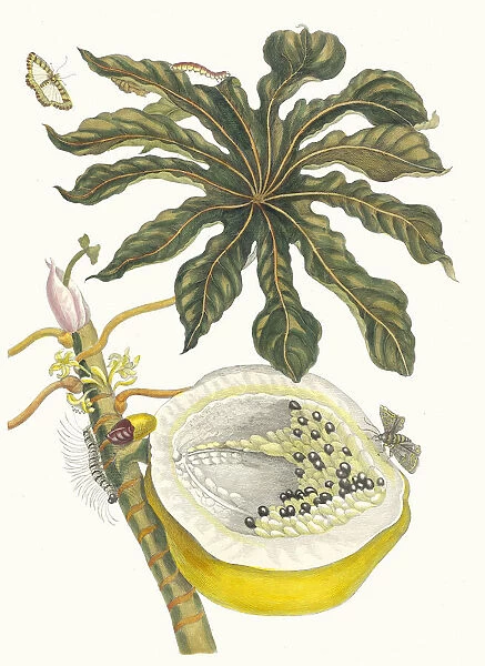 Carica papaya. From the Book Metamorphosis insectorum Surinamensium, 1705