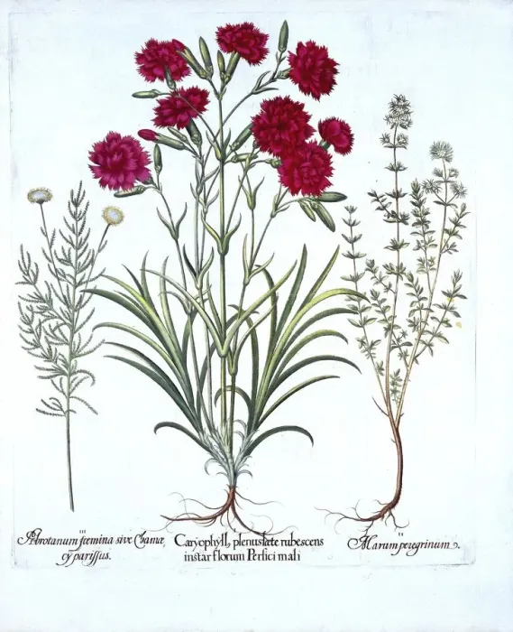 Framed Print : Carnation, Cat Thyme and Common Lavender Cotton, from Hortus Eystettensis, by Basil Besler Framed Print : Carnation, Cat Thyme and Common Lavender Cotton, from Hortus Eystettensis, by Basil Besler