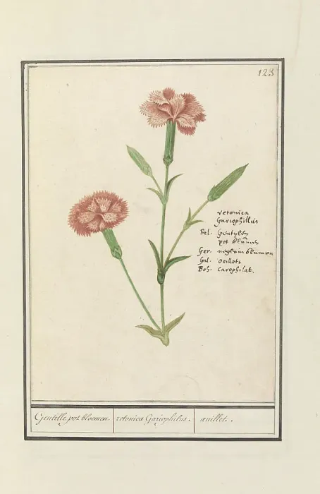 Framed Print : Carnation (Dianthus), 1596-1610. Creators: Anselmus de Boodt, Elias Verhulst Framed Print : Carnation (Dianthus), 1596-1610. Creators: Anselmus de Boodt, Elias Verhulst