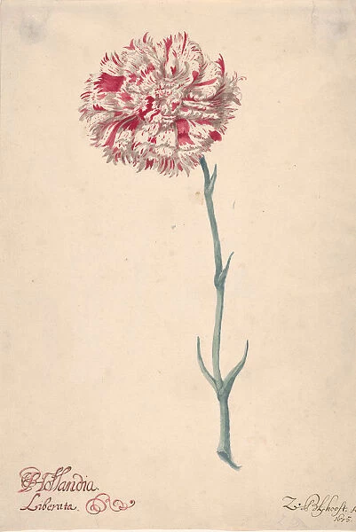 A Carnation ('Hollandia Liberata'), 1675. Creator: Zacharias Blijhooft