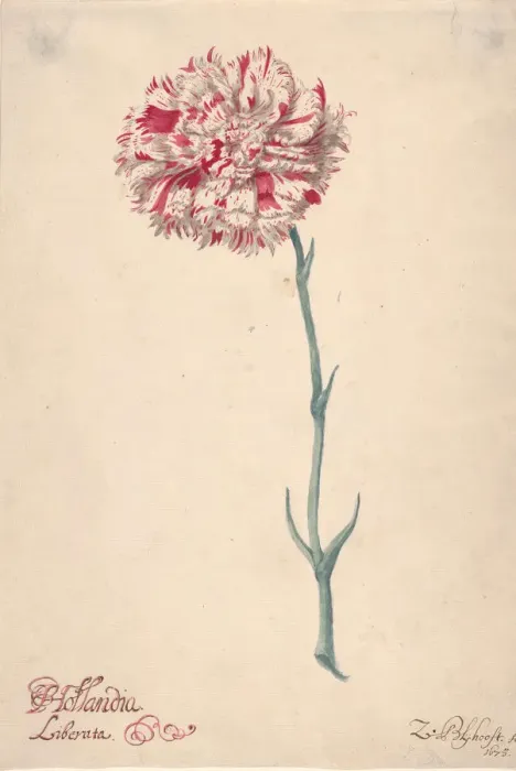 Framed Print : A Carnation ('Hollandia Liberata'), 1675. Creator: Zacharias Blijhooft Framed Print : A Carnation ('Hollandia Liberata'), 1675. Creator: Zacharias Blijhooft
