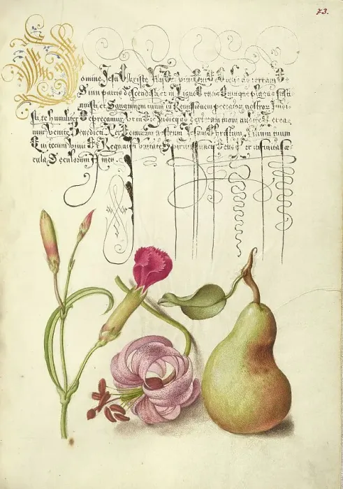 Framed Print : Carnation, Martagon Lily, and Pear, 1561-1562; illumination added 1591-1596. Creator: Joris Hoefnagel Framed Print : Carnation, Martagon Lily, and Pear, 1561-1562; illumination added 1591-1596. Creator: Joris Hoefnagel