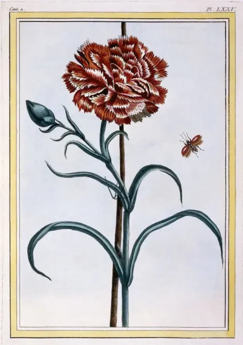 Framed Print : Carnation, pub. 1776. Creator: Pierre Joseph Buchoz (1731-1807) Framed Print : Carnation, pub. 1776. Creator: Pierre Joseph Buchoz (1731-1807)