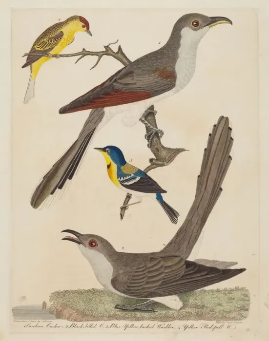 Framed Print : Carolina Cuckoo, Black-billed Cuckoo, Blue Yellow-backed Warbler, and Yellow... pub Framed Print : Carolina Cuckoo, Black-billed Cuckoo, Blue Yellow-backed Warbler, and Yellow... pub