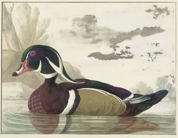 Framed Print : Carolina duck, 1771. Creator: Gerrit van den Heuvel Framed Print : Carolina duck, 1771. Creator: Gerrit van den Heuvel
