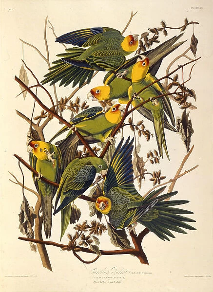 The Carolina parakeet, From The Birds of America, 1827-1838. Creator: Audubon