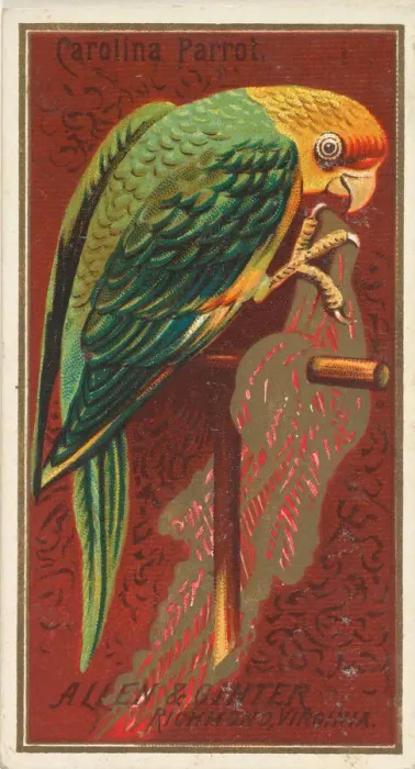 Framed Print : Carolina Parrot, from the Birds of America series (N4) for Allen & Framed Print : Carolina Parrot, from the Birds of America series (N4) for Allen &