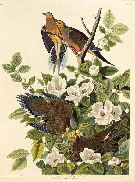 Carolina pigeon or Carolina turtledove. From The Birds of America, 1827-1838