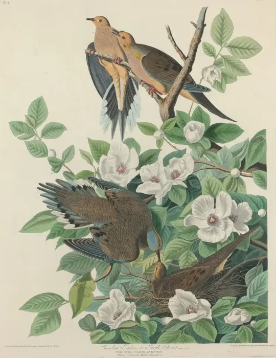 Framed Print : Carolina Pigeon or Turtle Dove, 1827. Creator: Robert Havell Framed Print : Carolina Pigeon or Turtle Dove, 1827. Creator: Robert Havell