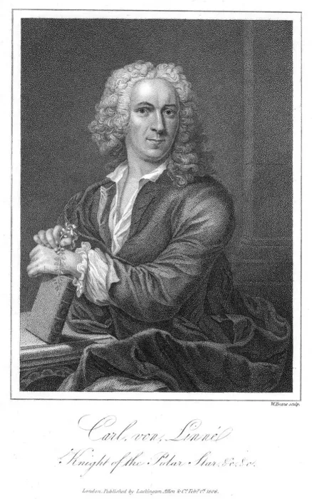 Framed Print : Carolus Linnaeus, 18th century Swedish naturalist. Artist: W Evans Framed Print : Carolus Linnaeus, 18th century Swedish naturalist. Artist: W Evans