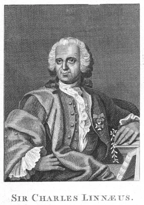 Framed Print : Carolus Linnaeus, 18th century Swedish naturalist Framed Print : Carolus Linnaeus, 18th century Swedish naturalist