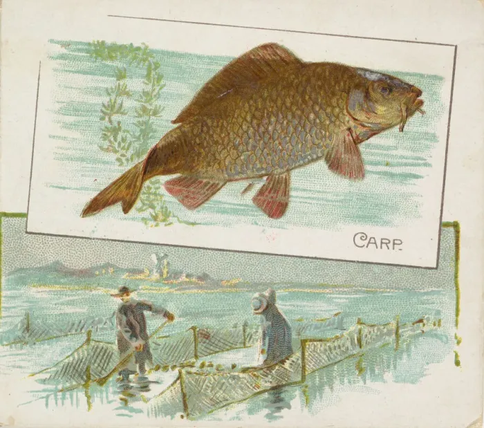Framed Print : Carp, from Fish from American Waters series (N39) for Allen & Ginter Cigarettes, 1889 Framed Print : Carp, from Fish from American Waters series (N39) for Allen & Ginter Cigarettes, 1889