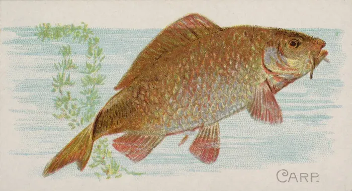 Framed Print : Carp, from the Fish from American Waters series (N8) for Allen & Framed Print : Carp, from the Fish from American Waters series (N8) for Allen &
